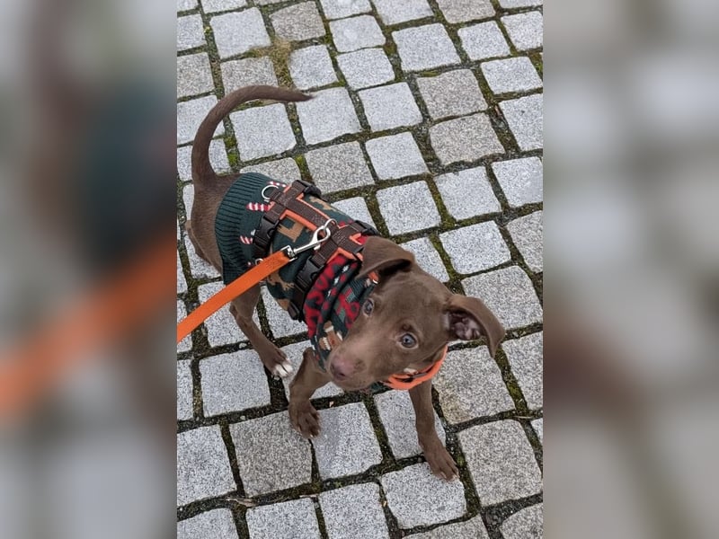 Fran, ein freundlicher Welpenjunge