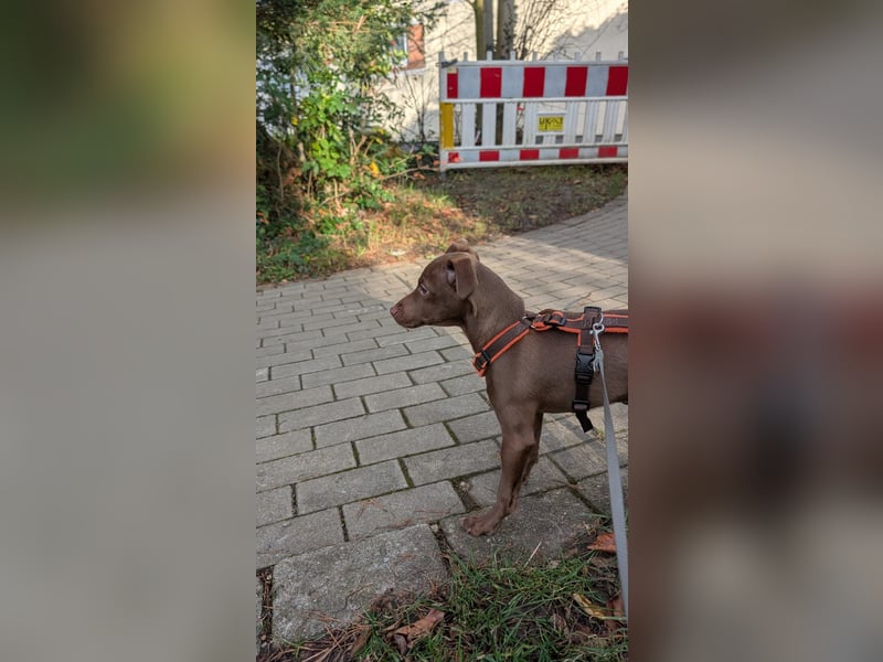 Fran, ein freundlicher Welpenjunge