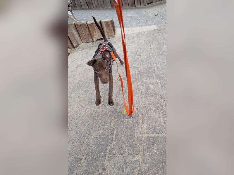 Fran, ein freundlicher Welpenjunge