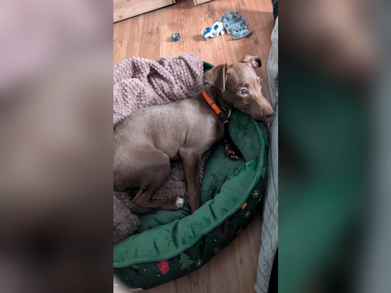 Fran, ein freundlicher Welpenjunge