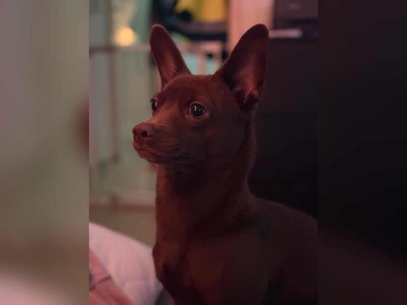 Kleine Peanut sucht ein Zuhause