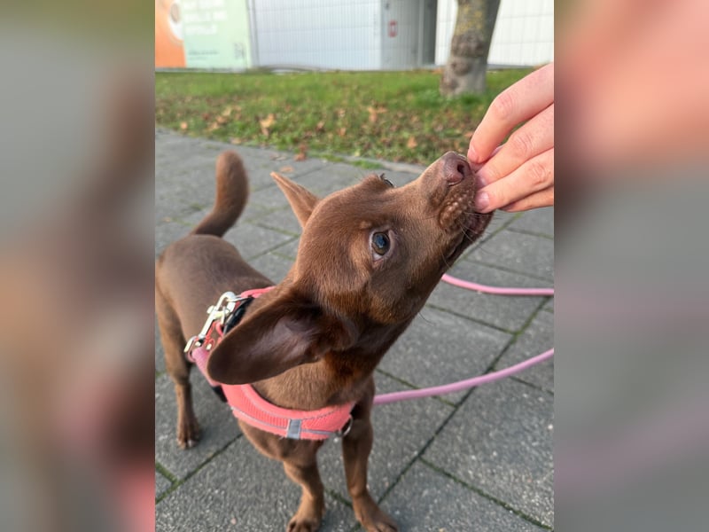Kleine Peanut sucht ein Zuhause