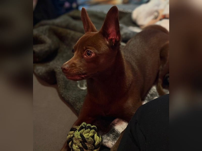 Kleine Peanut sucht ein Zuhause