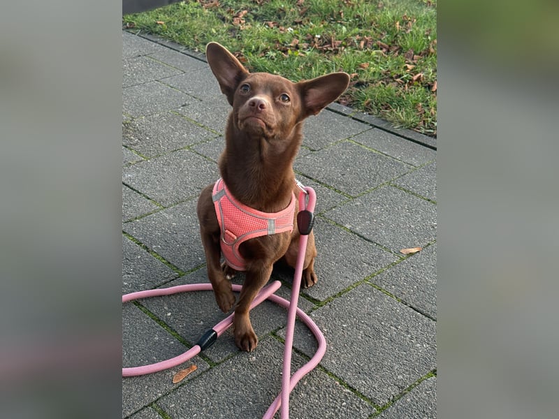 Kleine Peanut sucht ein Zuhause