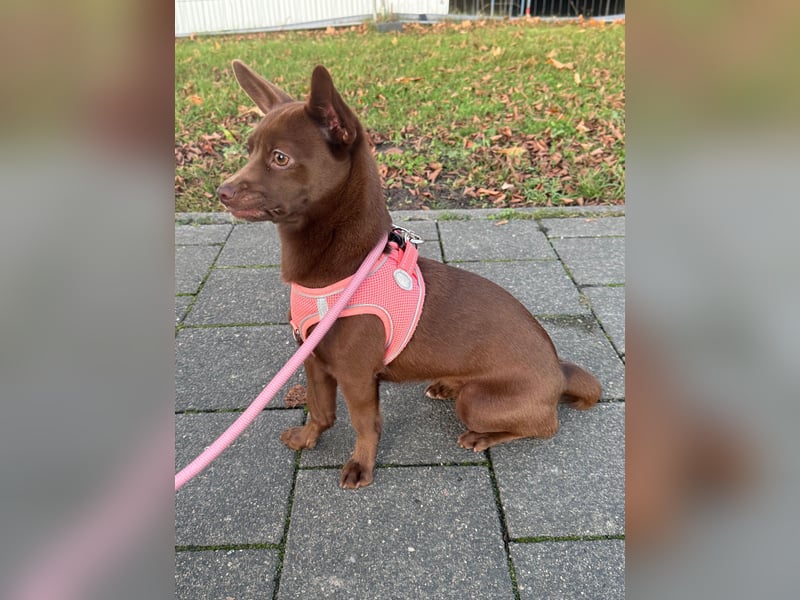 Kleine Peanut sucht ein Zuhause