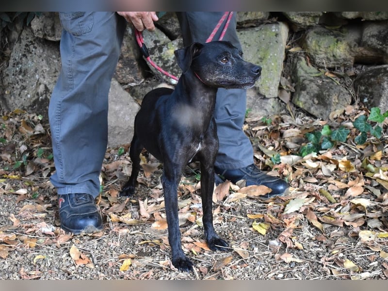 Melisande - Geheimcode "Wiesenelfe"