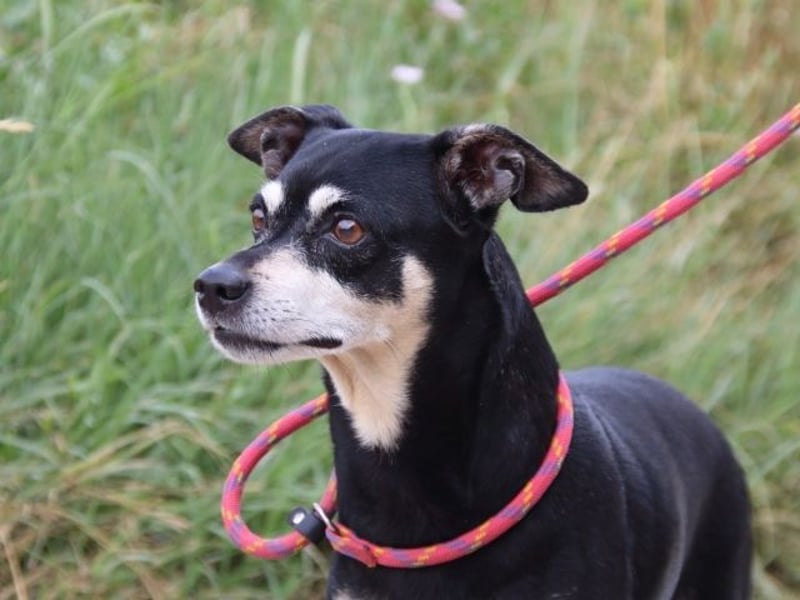 Jack - Wie erklärt man einem alten Hund den Tod