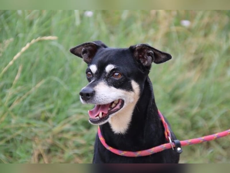Jack - Wie erklärt man einem alten Hund den Tod