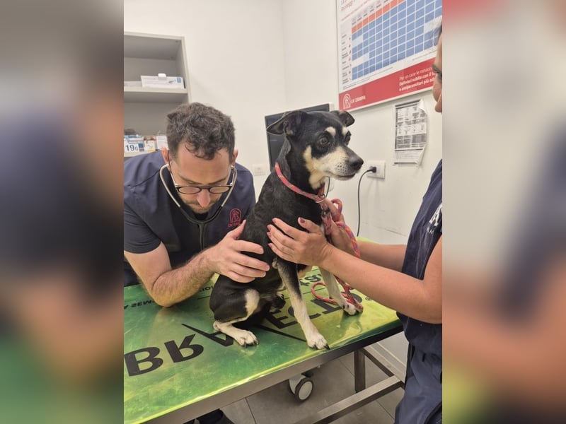 Jack - Wie erklärt man einem alten Hund den Tod