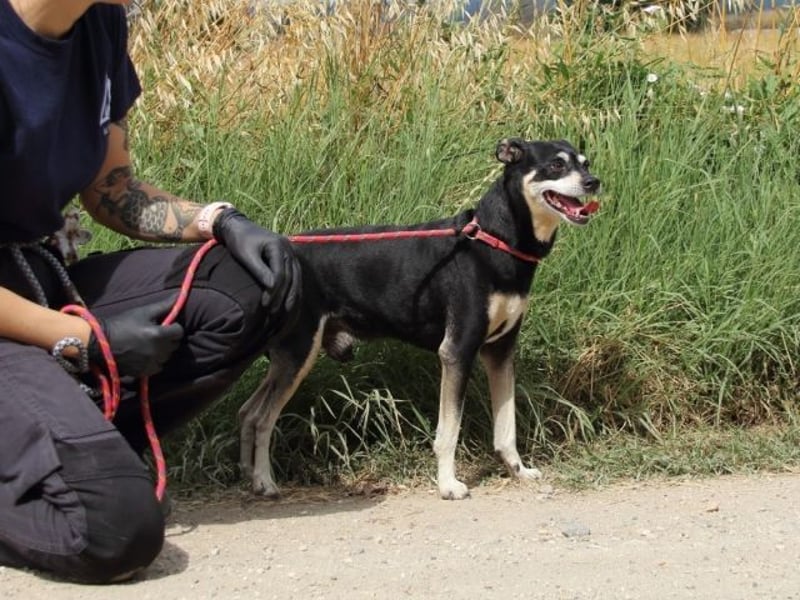 Jack - Wie erklärt man einem alten Hund den Tod