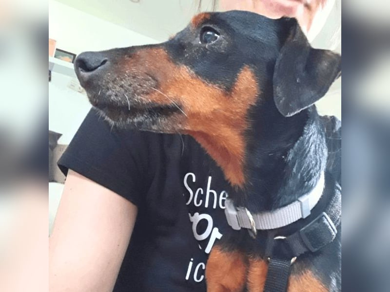 Anny - Ältere Hundedame sucht ihren Prinzessinnenplatz