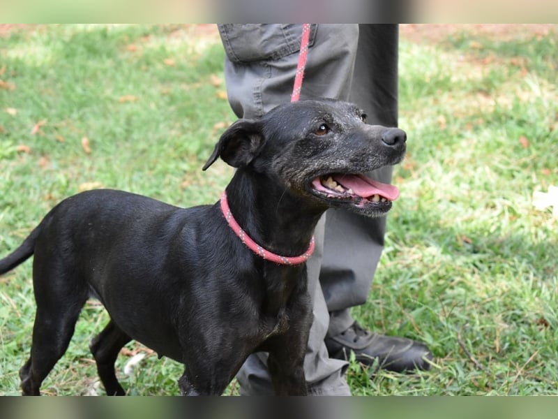 Melisande - Geheimcode "Wiesenelfe"