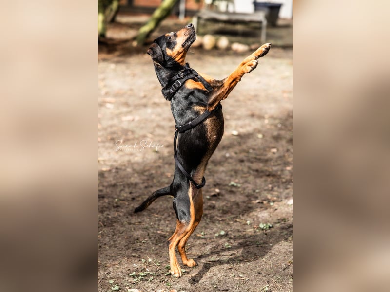 Anny - Ältere Hundedame sucht ihren Prinzessinnenplatz