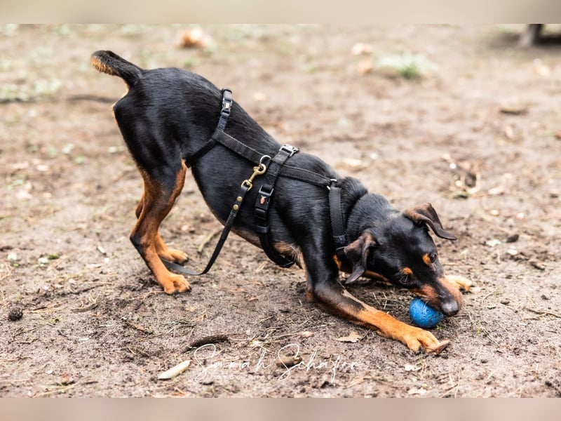 Anny - Ältere Hundedame sucht ihren Prinzessinnenplatz