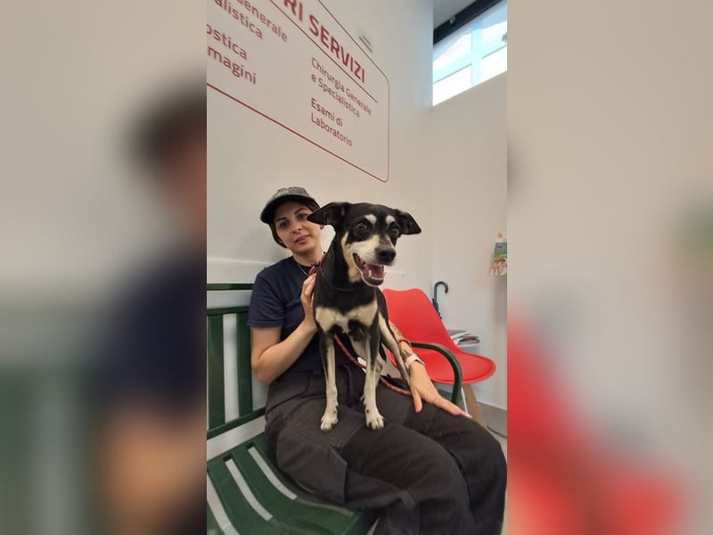 Jack - Wie erklärt man einem alten Hund den Tod