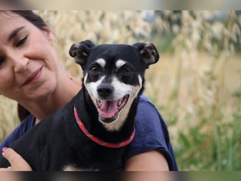 Jack - Wie erklärt man einem alten Hund den Tod