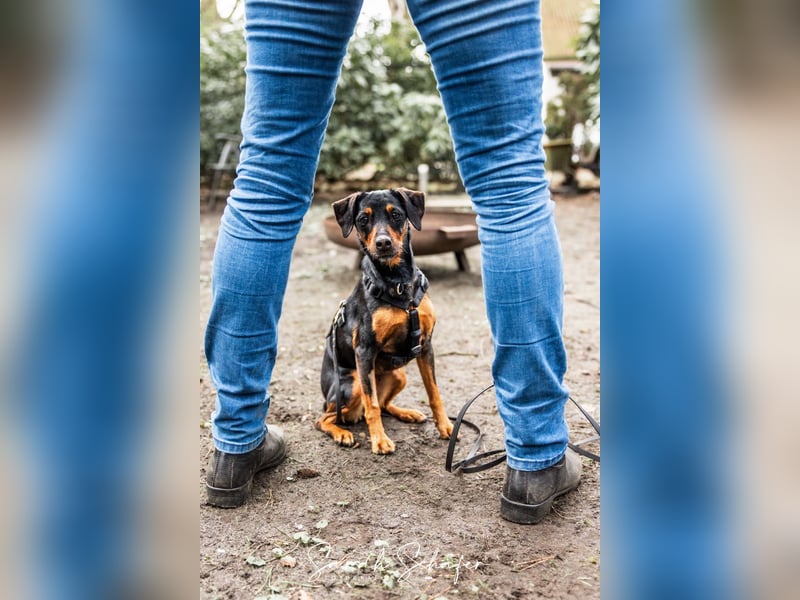 Anny - Ältere Hundedame sucht ihren Prinzessinnenplatz