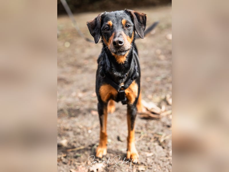 Anny - Ältere Hundedame sucht ihren Prinzessinnenplatz