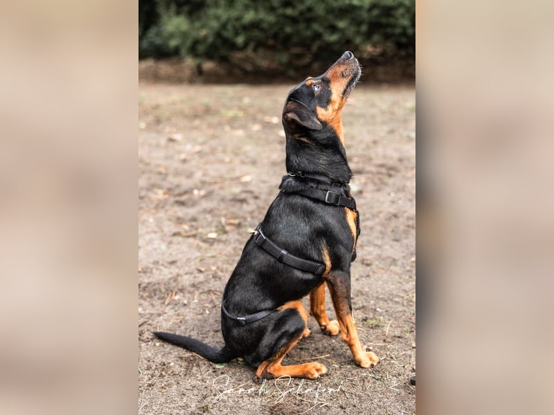 Anny - Ältere Hundedame sucht ihren Prinzessinnenplatz