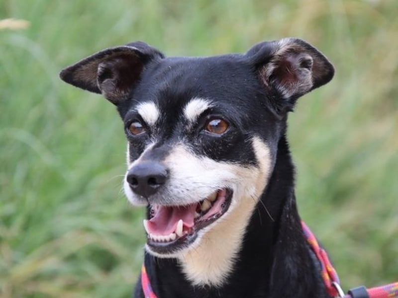 Jack - Wie erklärt man einem alten Hund den Tod