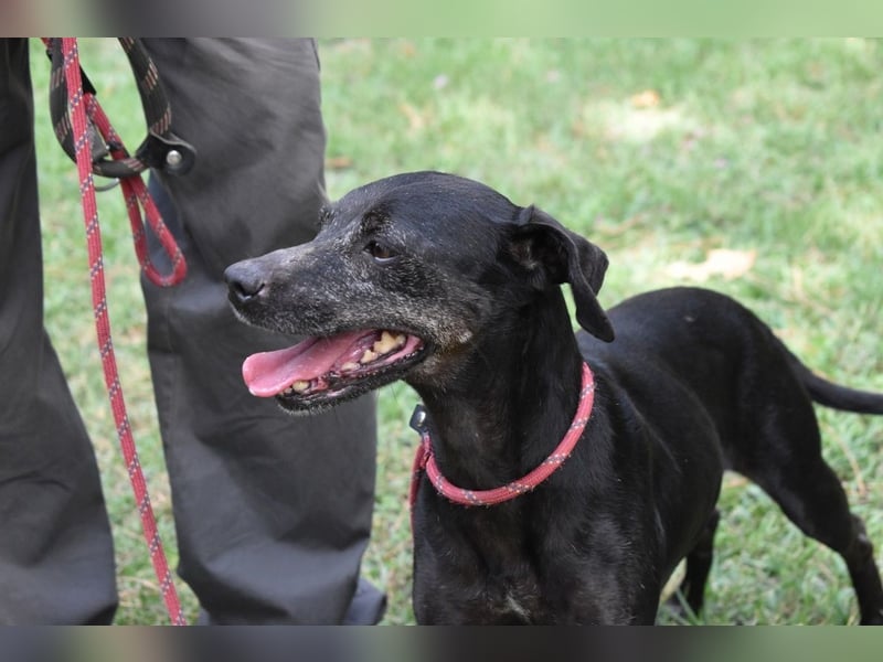 Melisande - Geheimcode "Wiesenelfe"