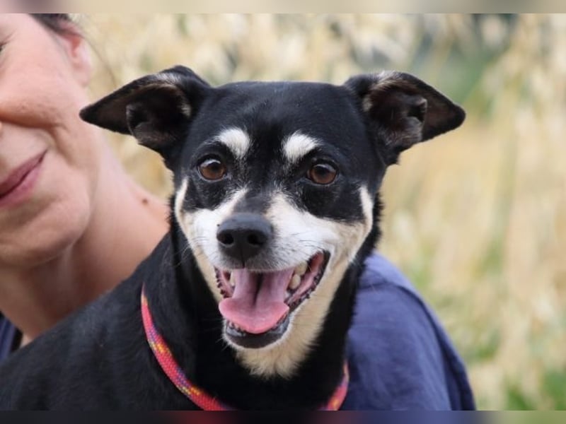 Jack - Wie erklärt man einem alten Hund den Tod