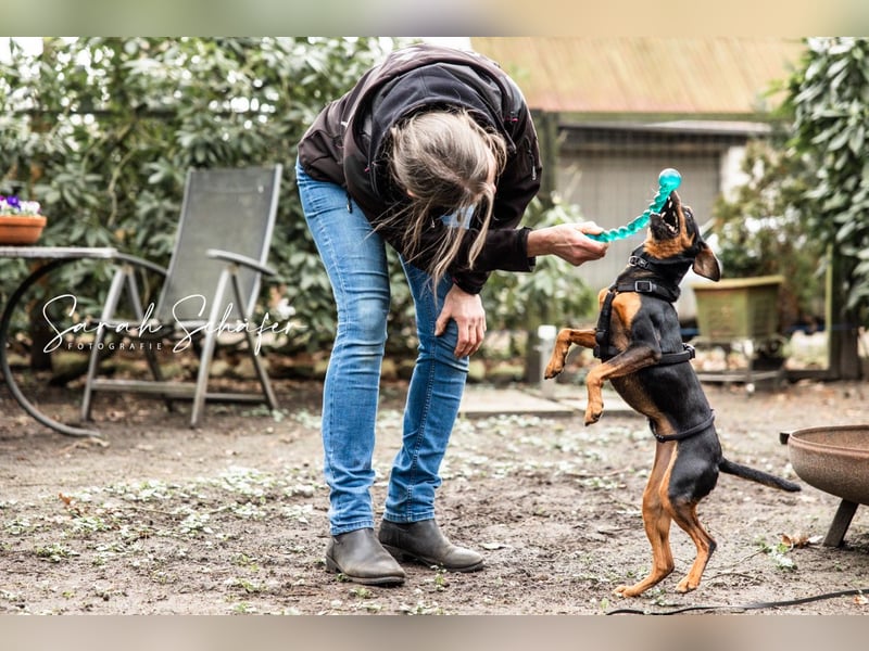 Anny - Ältere Hundedame sucht ihren Prinzessinnenplatz