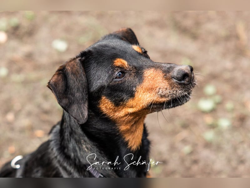 Anny - Ältere Hundedame sucht ihren Prinzessinnenplatz