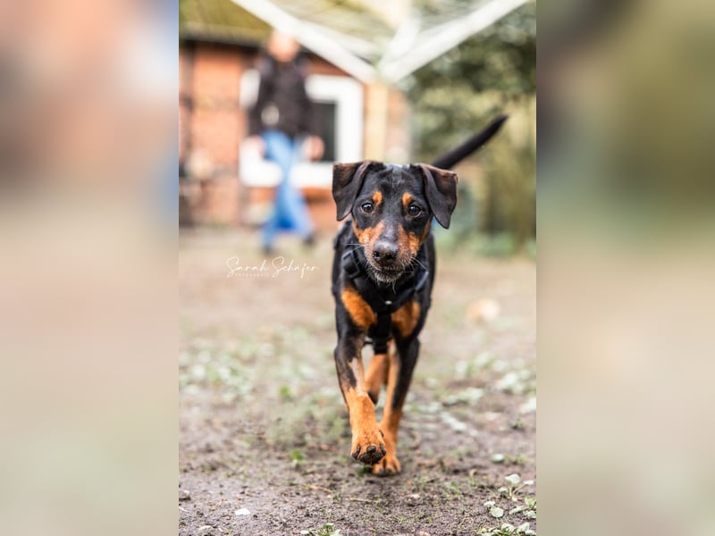 Anny - Ältere Hundedame sucht ihren Prinzessinnenplatz