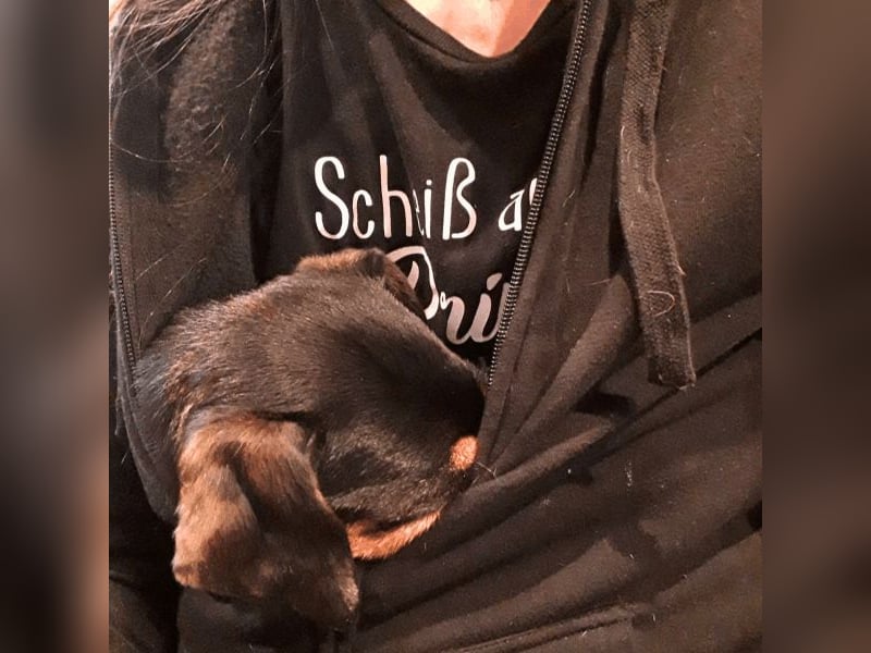 Anny - Ältere Hundedame sucht ihren Prinzessinnenplatz