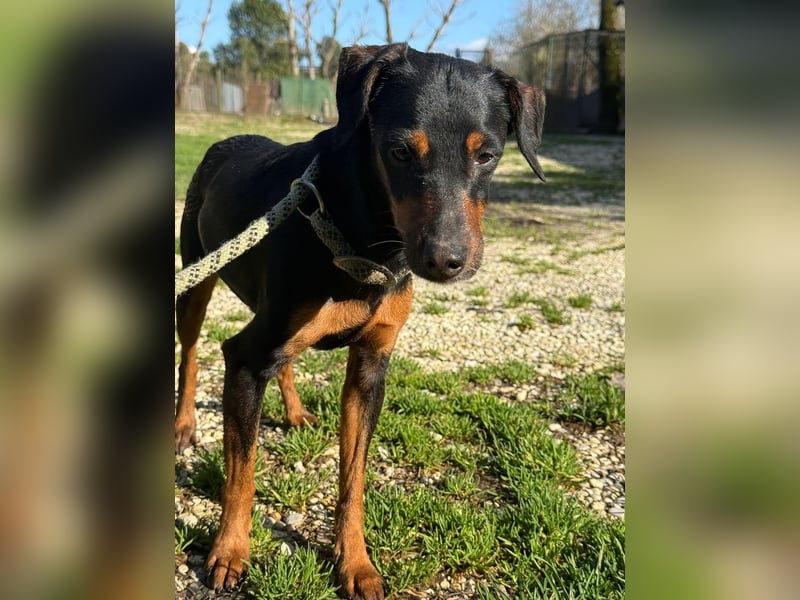 Anny - Ältere Hundedame sucht ihren Prinzessinnenplatz