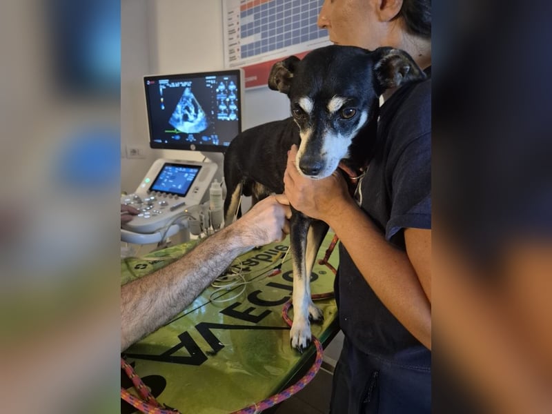 Jack - Wie erklärt man einem alten Hund den Tod