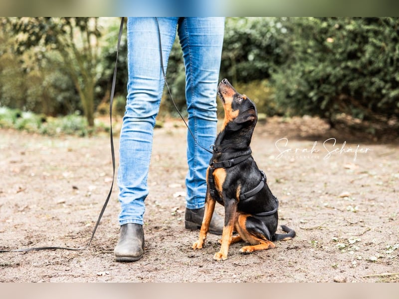 Anny - Ältere Hundedame sucht ihren Prinzessinnenplatz