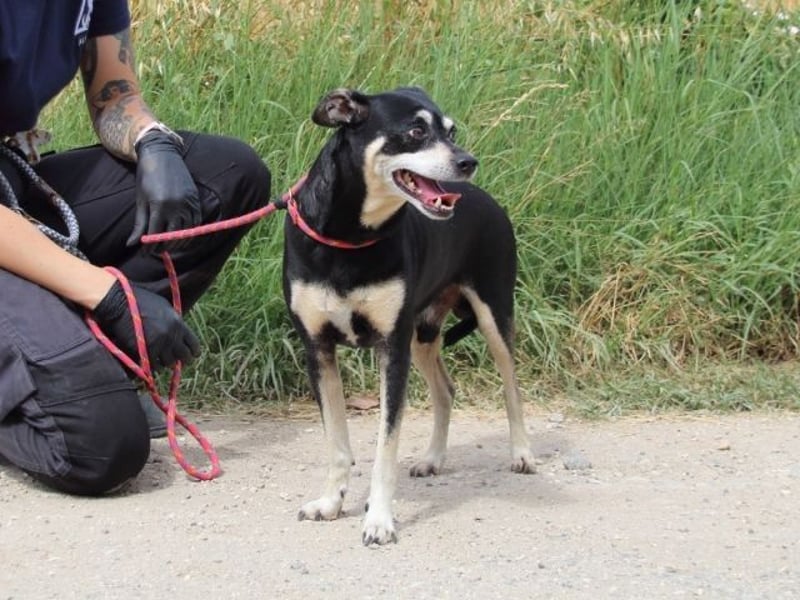 Jack - Wie erklärt man einem alten Hund den Tod