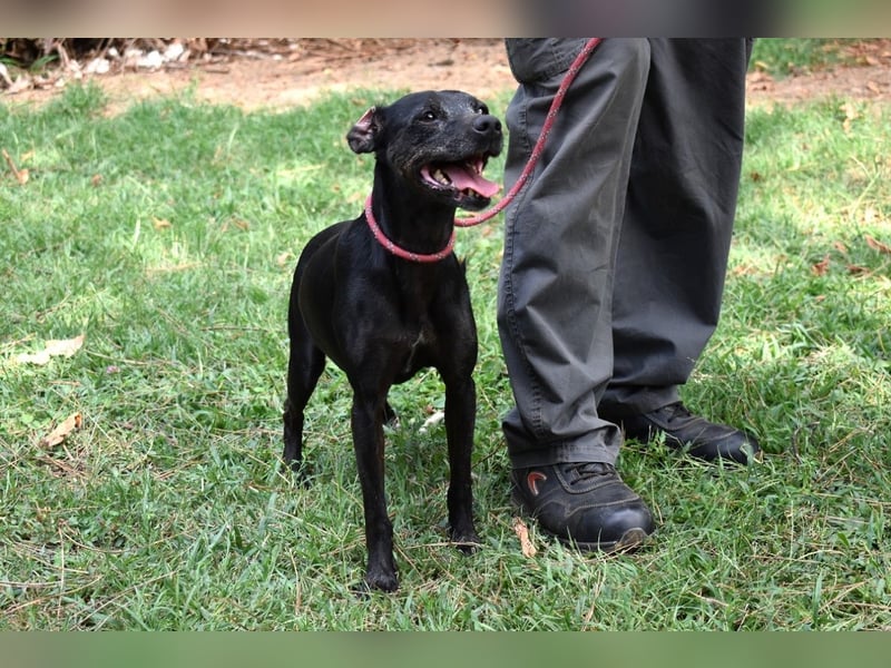 Melisande - Geheimcode "Wiesenelfe"