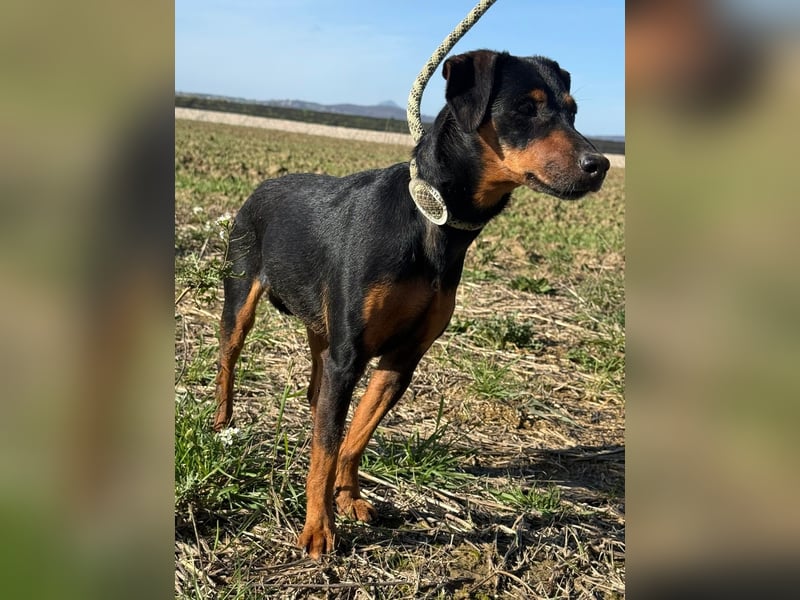 Anny - Ältere Hundedame sucht ihren Prinzessinnenplatz