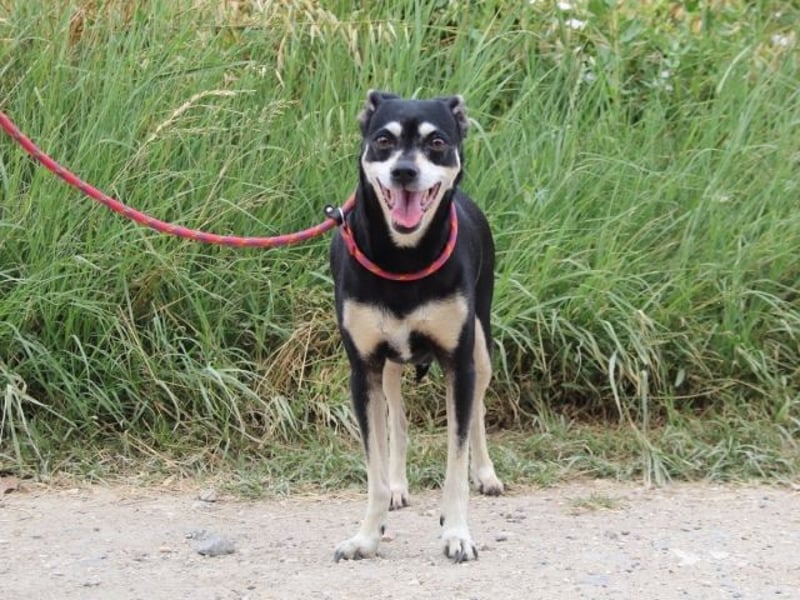 Jack - Wie erklärt man einem alten Hund den Tod