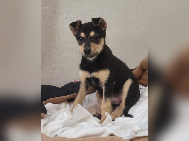 Kleine Pika wünscht sich eine Familie