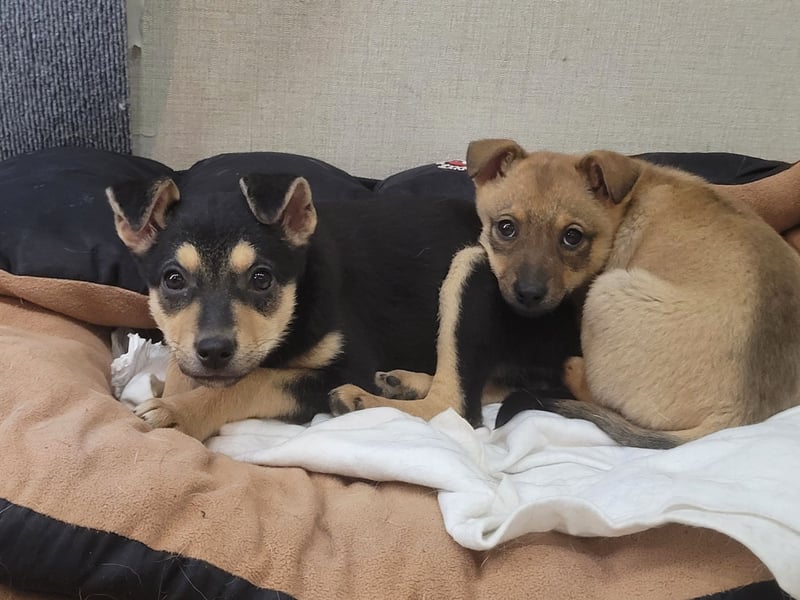 Kleine Pika wünscht sich eine Familie