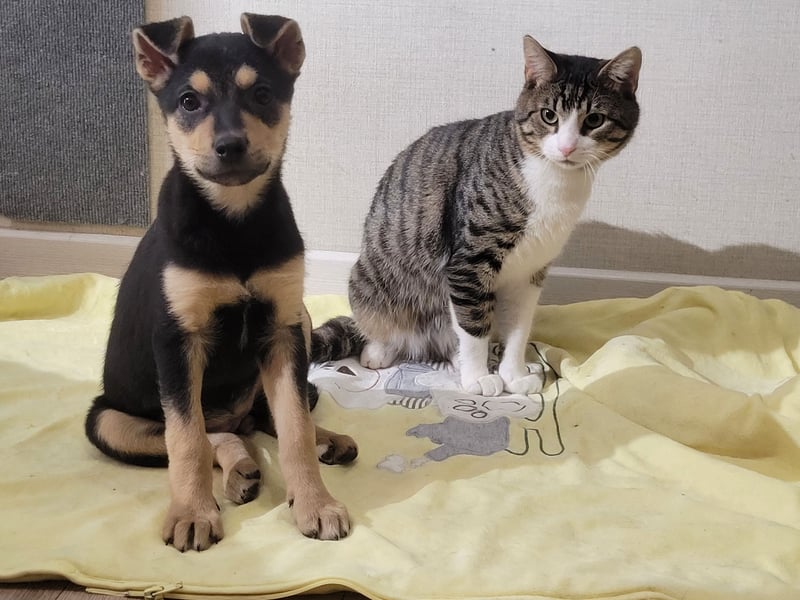 Kleine Pika wünscht sich eine Familie