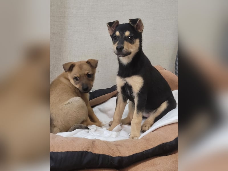 Kleine Pika wünscht sich eine Familie