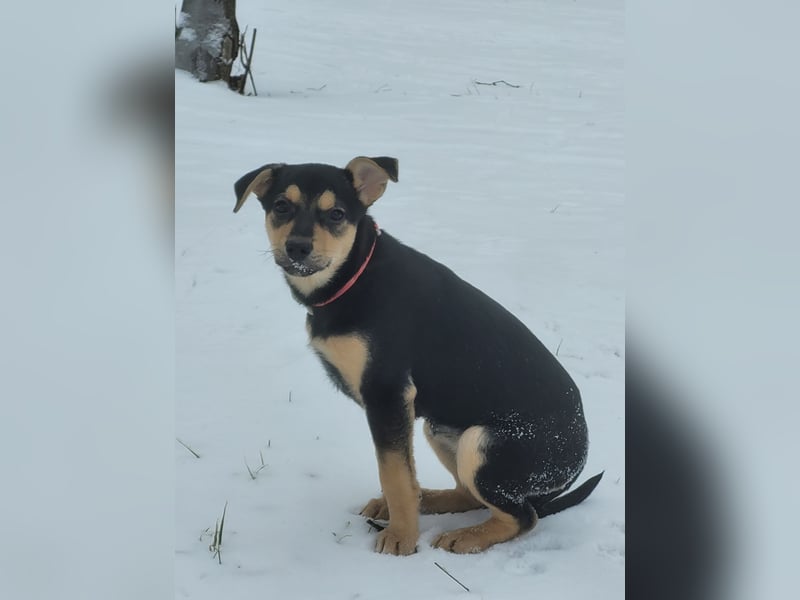 Kleine Pika wünscht sich eine Familie