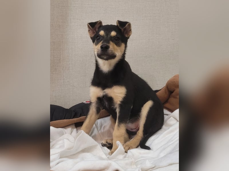 Kleine Pika wünscht sich eine Familie