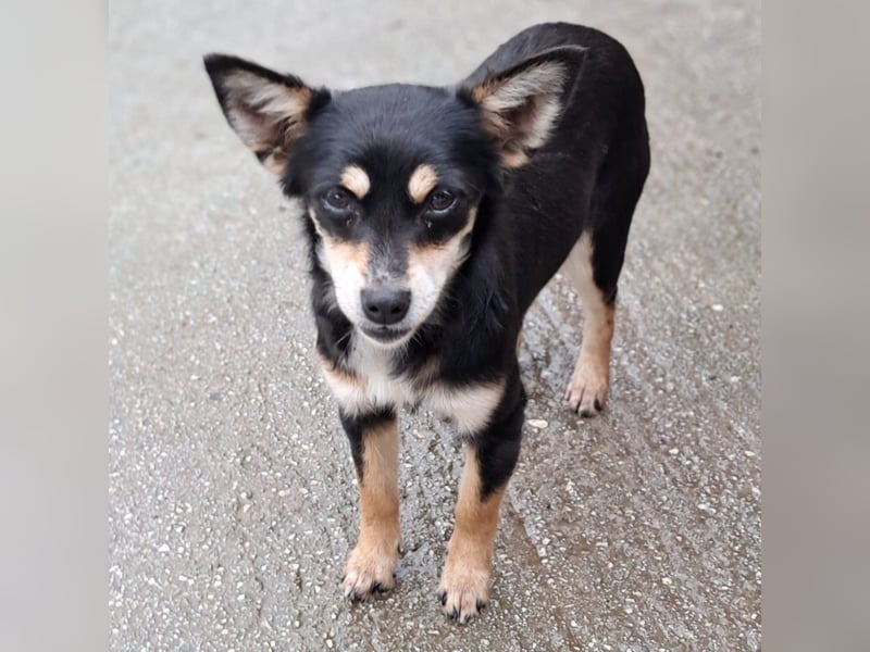 Olivia sucht ein Zuhause / eine Pflegestelle