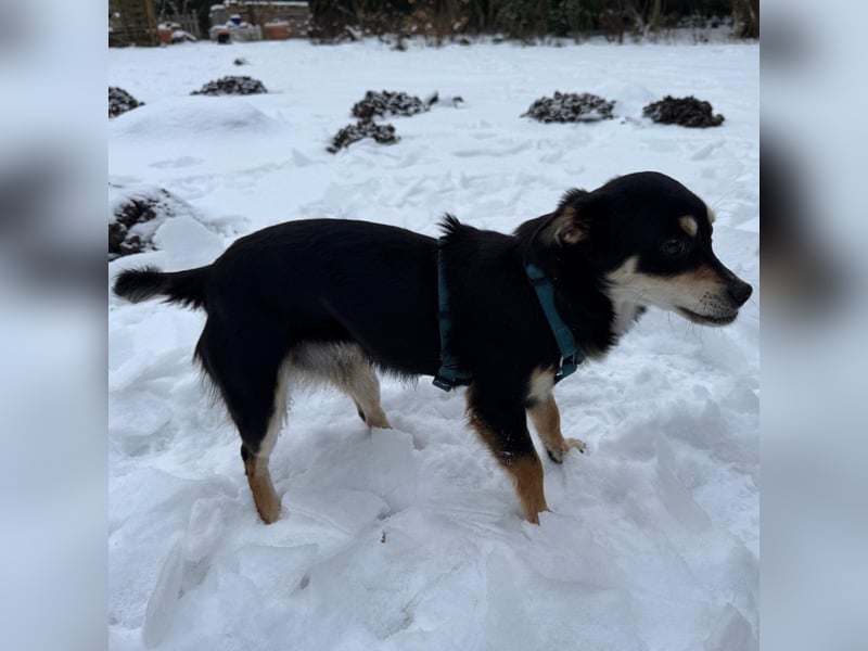 Olivia sucht ein Zuhause