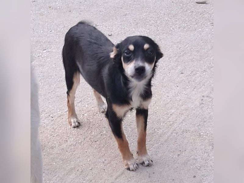 Olivia sucht ein Zuhause / eine Pflegestelle