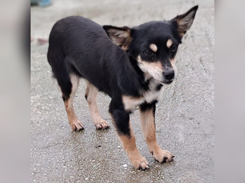 Olivia sucht ein Zuhause / eine Pflegestelle