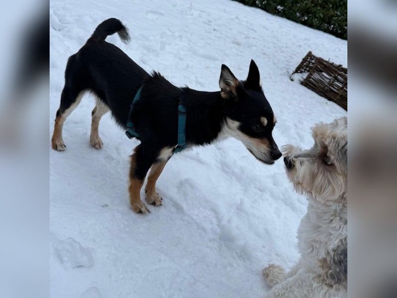 Olivia sucht ein Zuhause