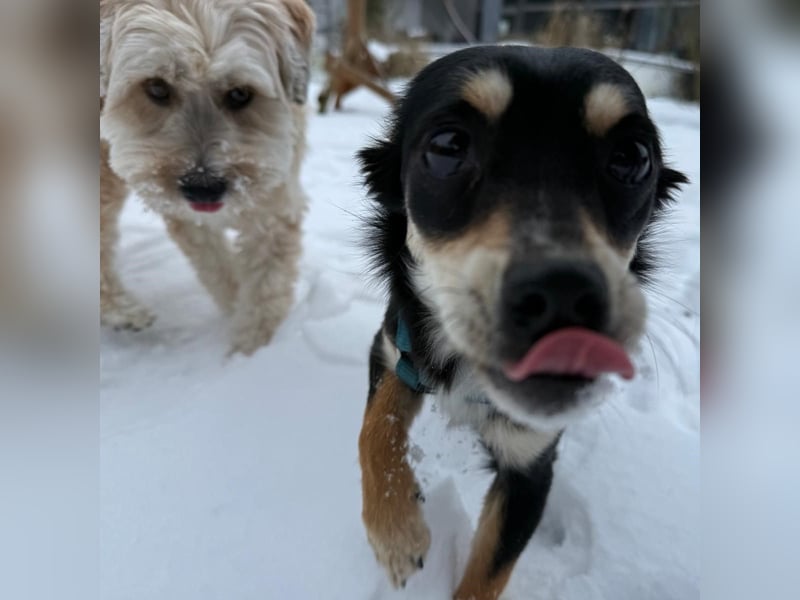 Olivia sucht ein Zuhause