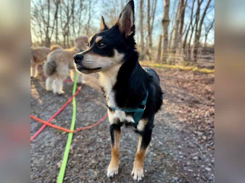 Olivia sucht ein Zuhause